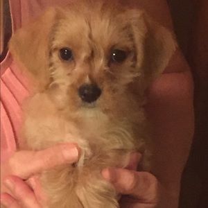 Meet your Posher, Debbie